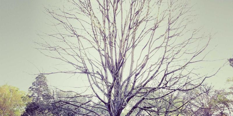 南美探险：深入哥伦比亚金迪奥省咖啡庄园，品味拉丁美洲的咖啡文化与种植者故事