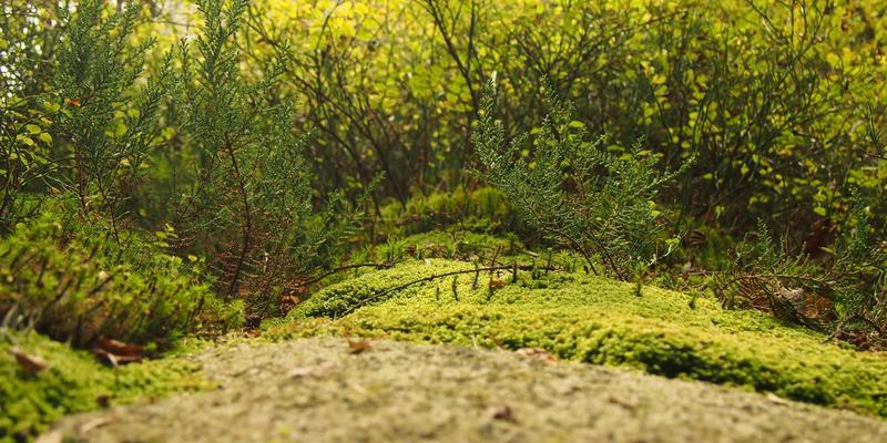 南美探险：穿越自然奇观与千年文化的灵魂之旅