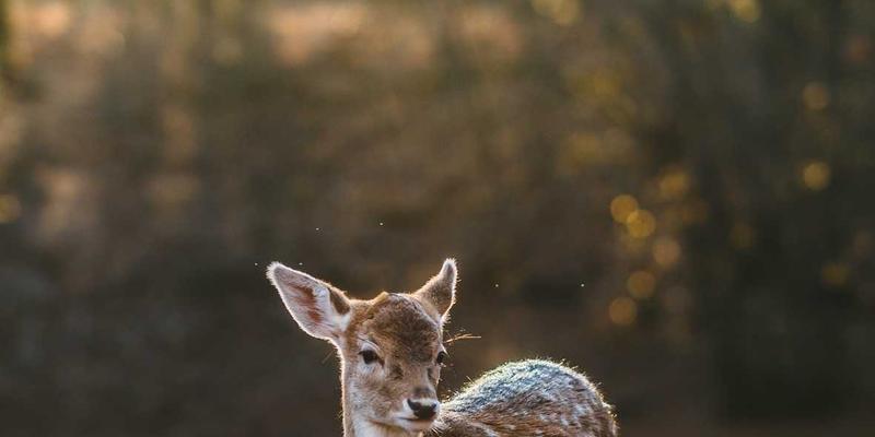 南美旅游74：探秘南美天后的波西米亚风情与文化之旅