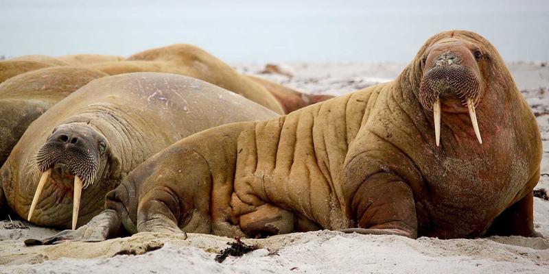 穿越拉丁美洲:一场唤醒灵魂的南美探险与文化沉浸之旅